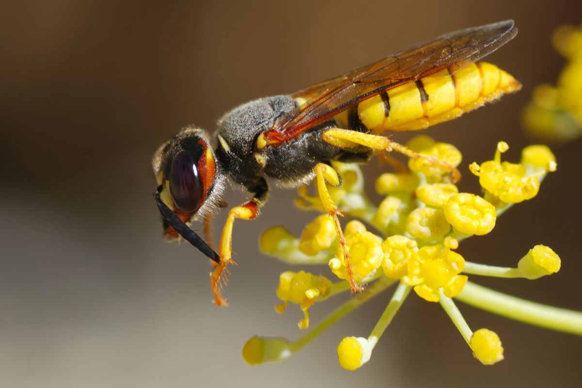 What is a WASP family?