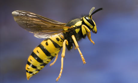 What is a WASP type of person?