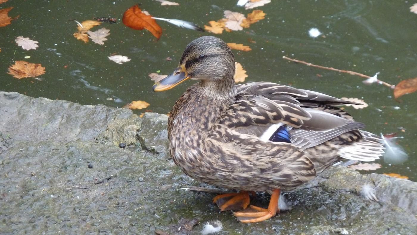 What is a female duck called?