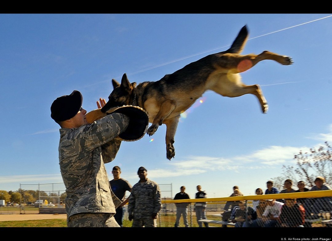 What is a war dog slang?