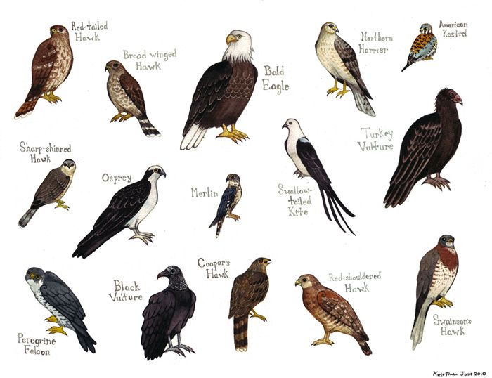 What is difference between Vulture and Falcon?