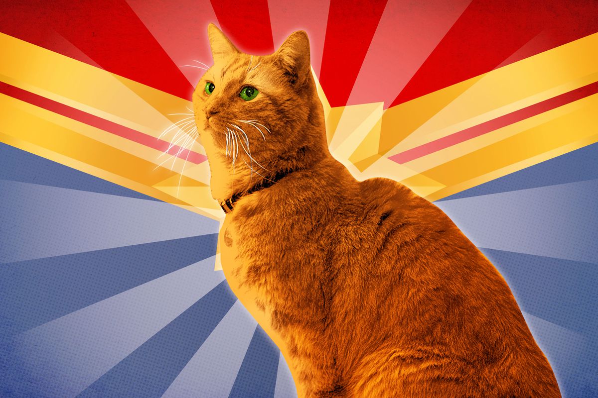 What is the cat on Captain Marvel?