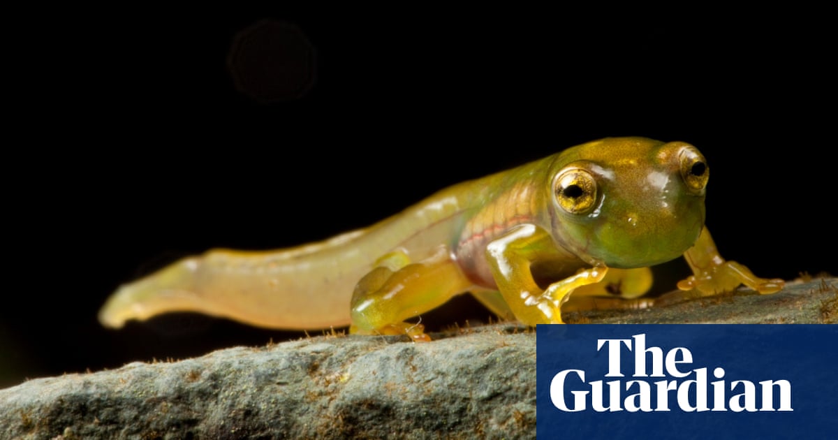 What is the rarest amphibian?