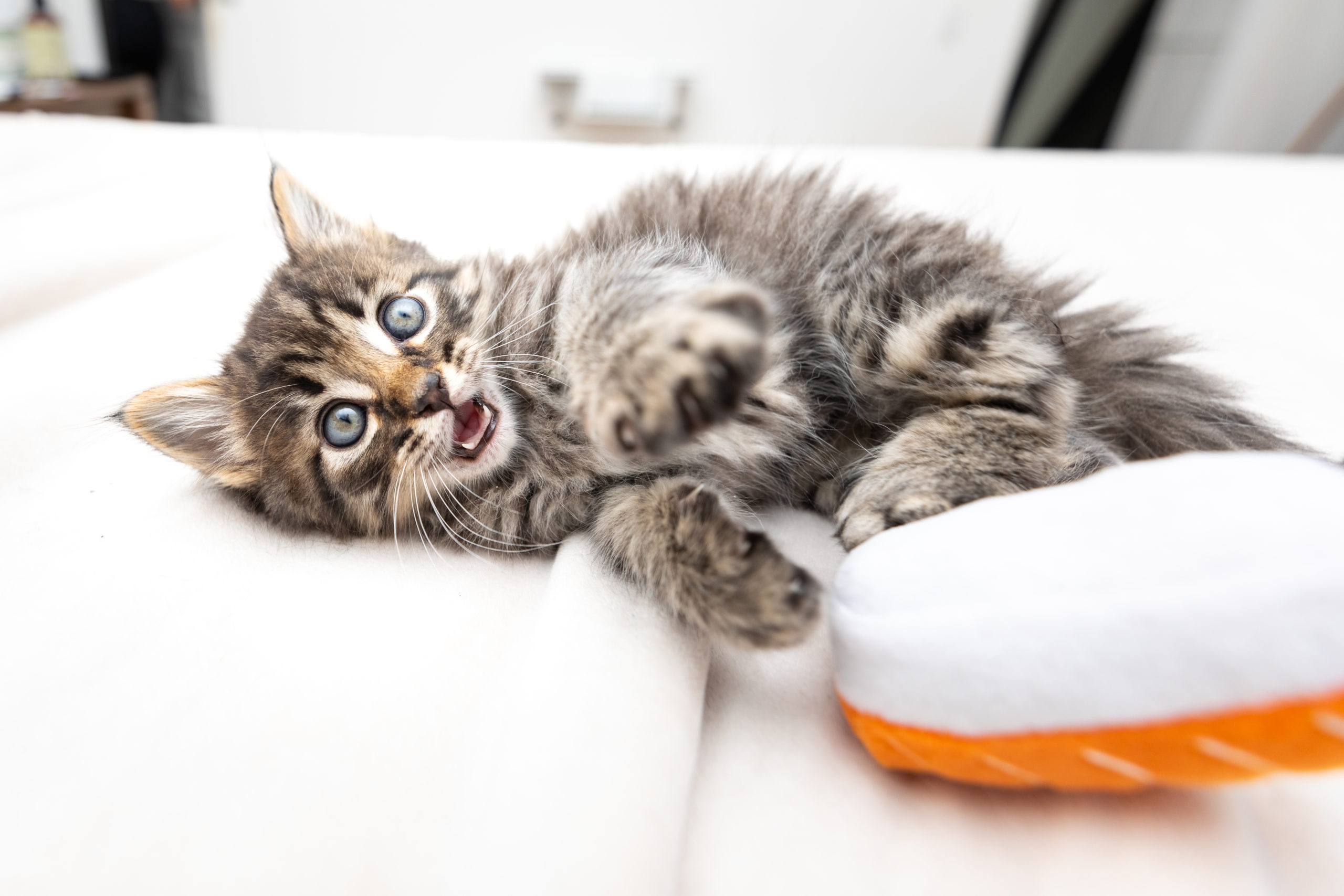 Where is the Orphan kitten Club located?