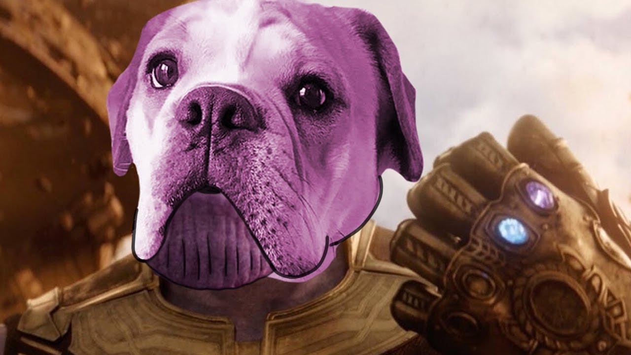 Which Avenger has a dog?