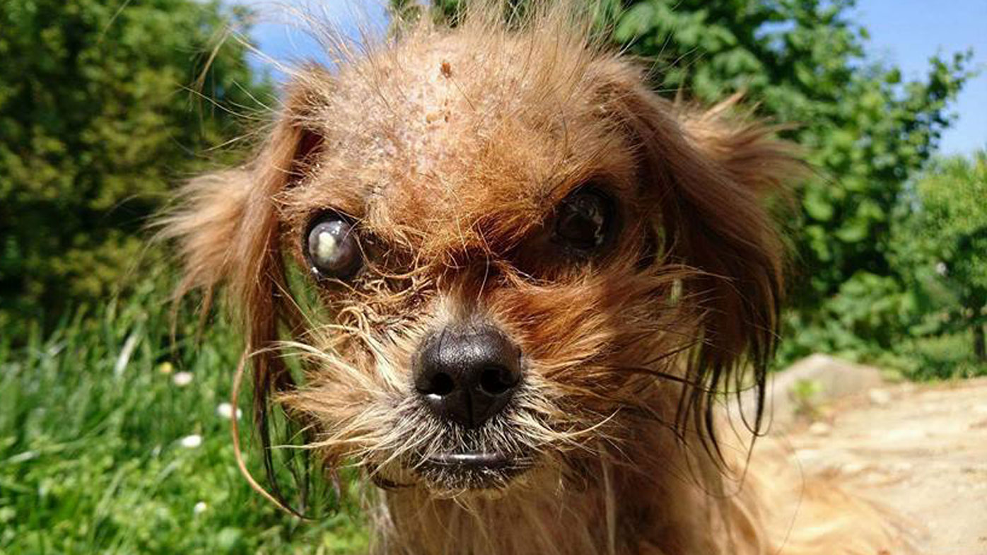 Who is Hawkeye's one eyed dog?