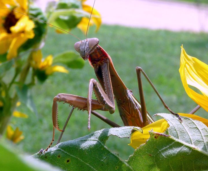 Who is Mantis love interest?