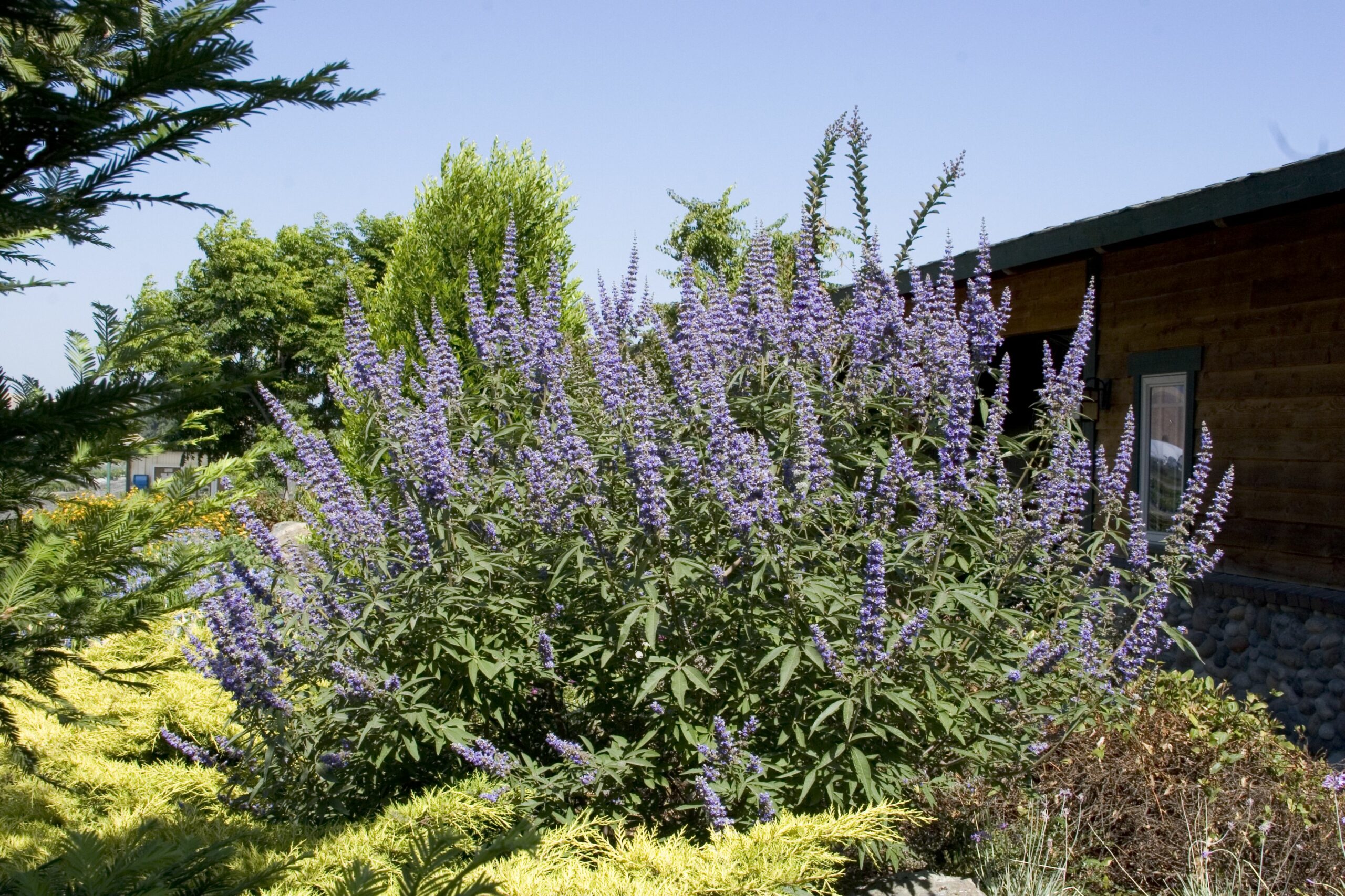 Who started the chaste?