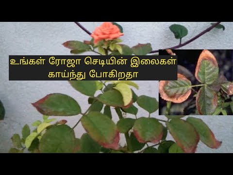 Why did Killmonger burn the plants?