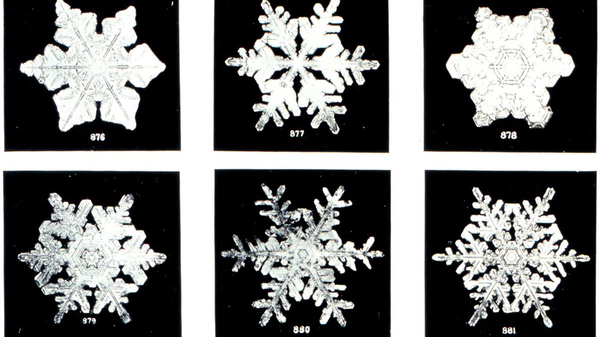 Why do all Lokis look different?